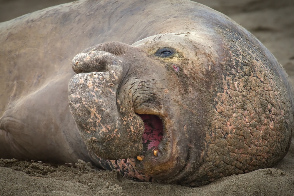 Northern Elephant Seal (Male), Point Piedras Blancas, California