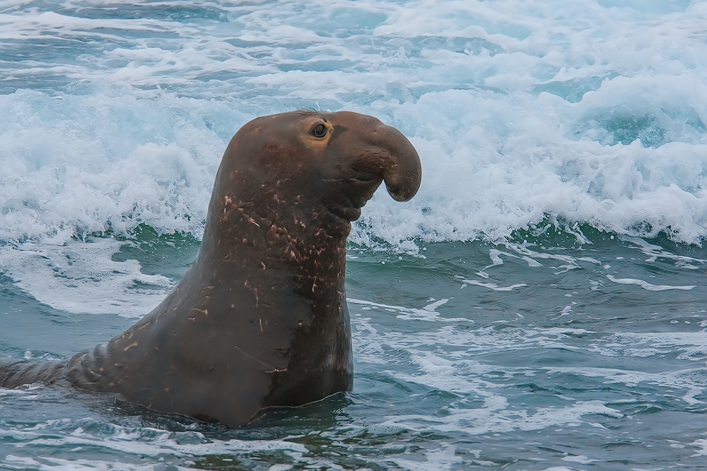 Northern Elephant Seal (Male), Point Piedras Blancas, California