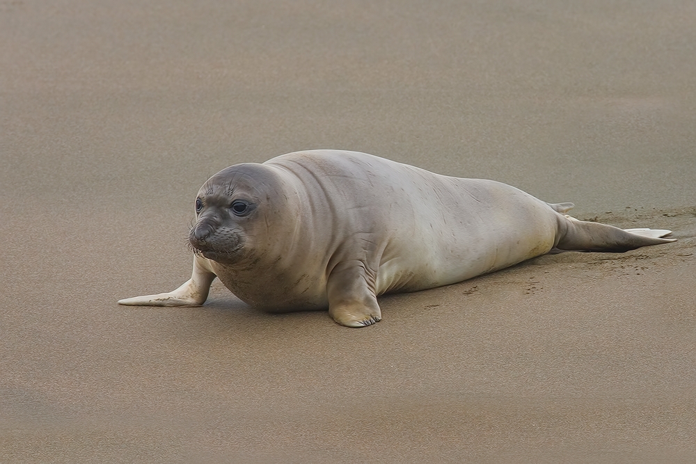 Northern Elephant Seal (Weaner), Point Piedras Blancas, California