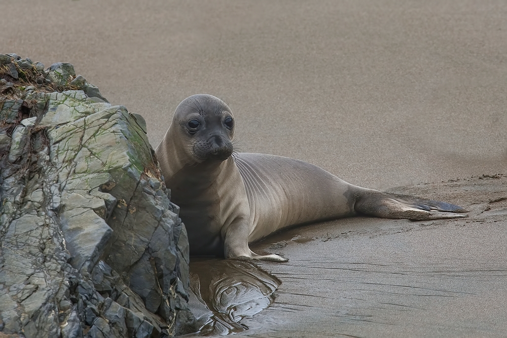 Northern Elephant Seal (Pup), Point Piedras Blancas, California