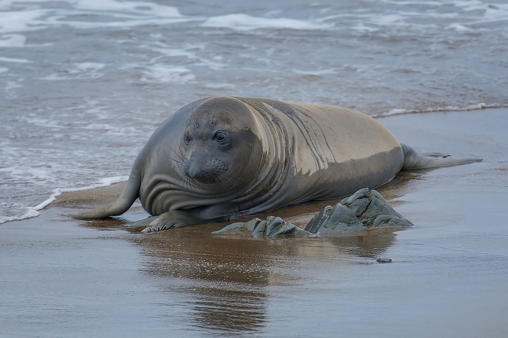 Northern Elephant Seal (Pup), Point Piedras Blancas, California