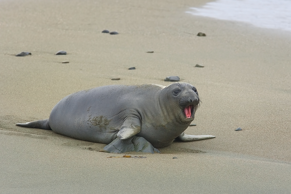 Northern Elephant Seal (Pup), Point Piedras Blancas, California