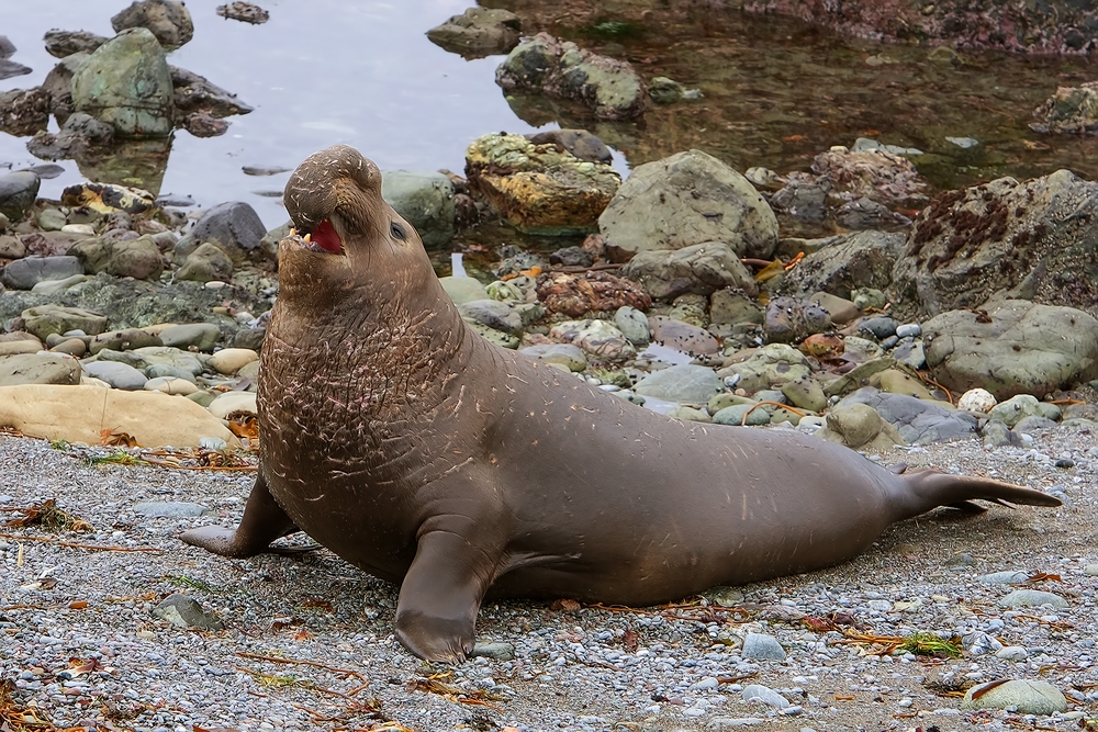 Northern Elephant Seal (Male), Point Piedras Blancas, California