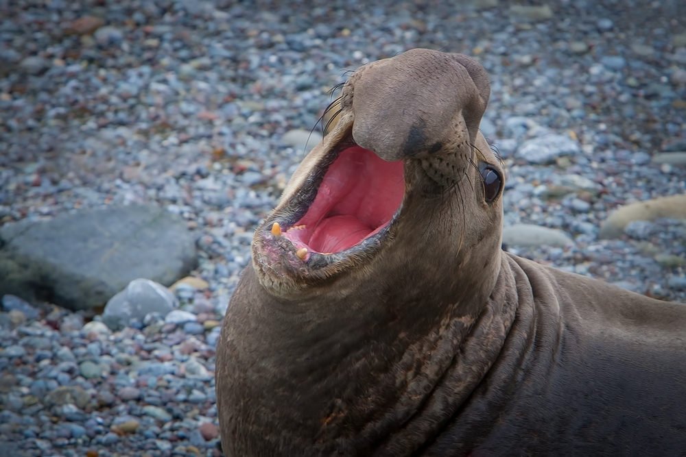 Northern Elephant Seal (Male), Point Piedras Blancas, California