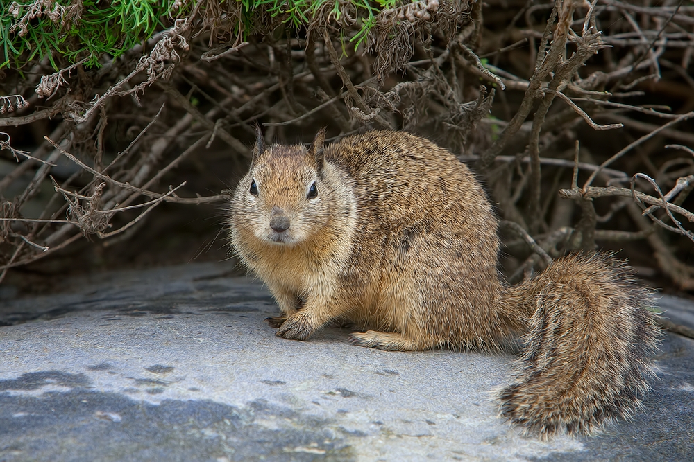 California Ground Squirrel, Vista Point, Near San Simeon, California