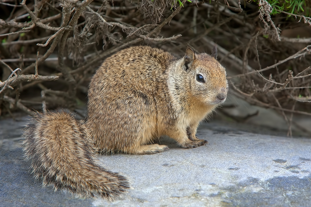 California Ground Squirrel, Vista Point, Near San Simeon, California