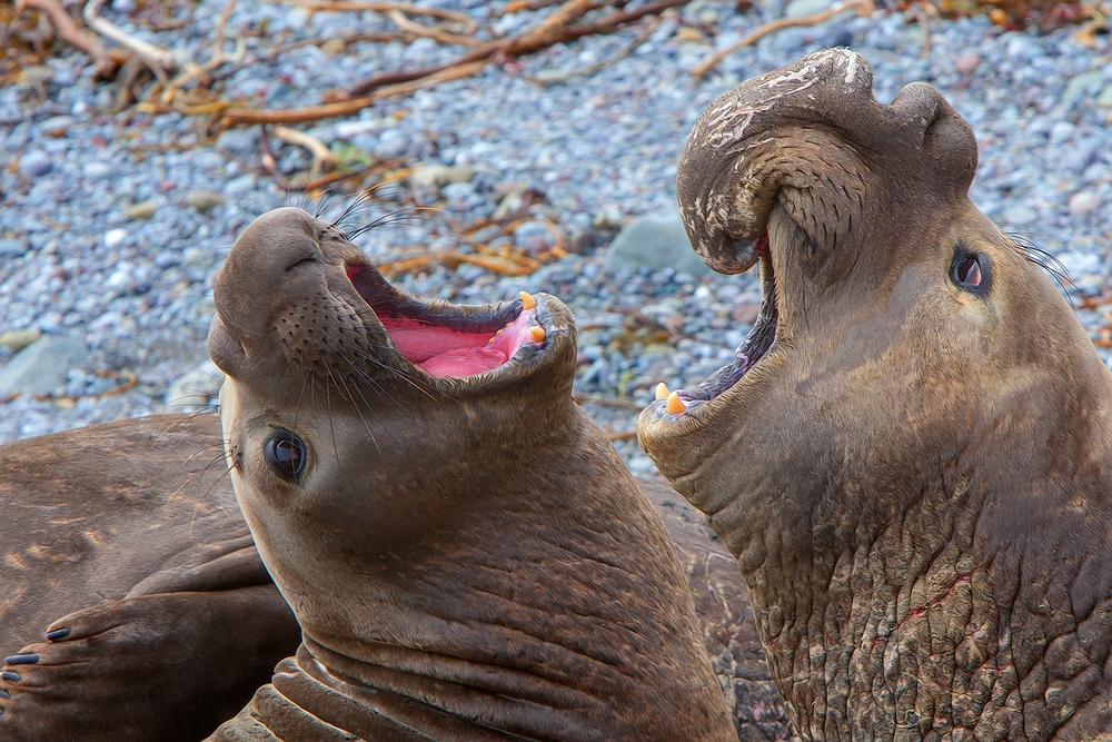 Northern Elephant Seals, Vista Point, Near San Simeon, California