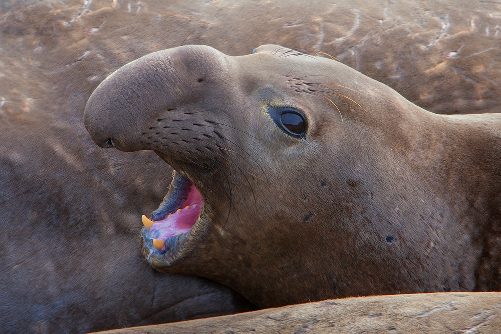 Northern Elephant Seal, Vista Point, Near San Simeon, California