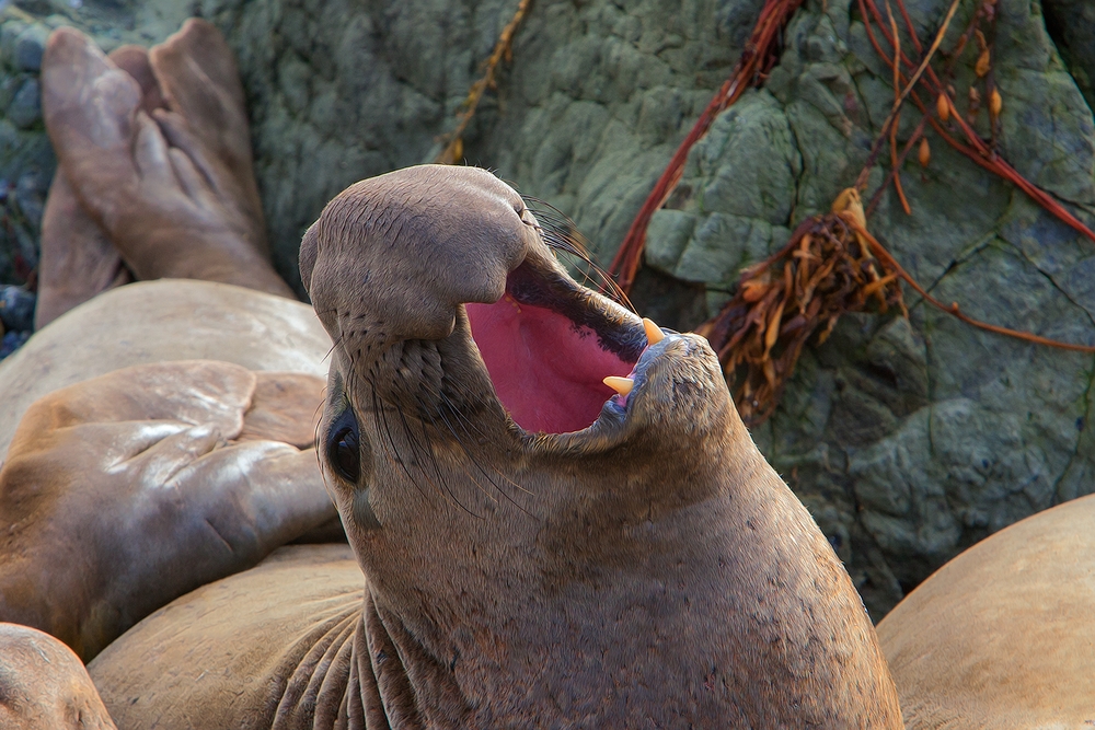 Northern Elephant Seal, Vista Point, Near San Simeon, California