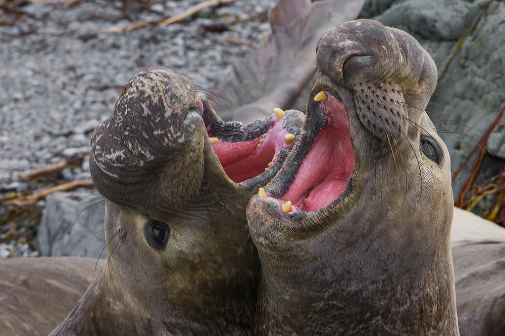 Northern Elephant Seals, Vista Point, Near San Simeon, California