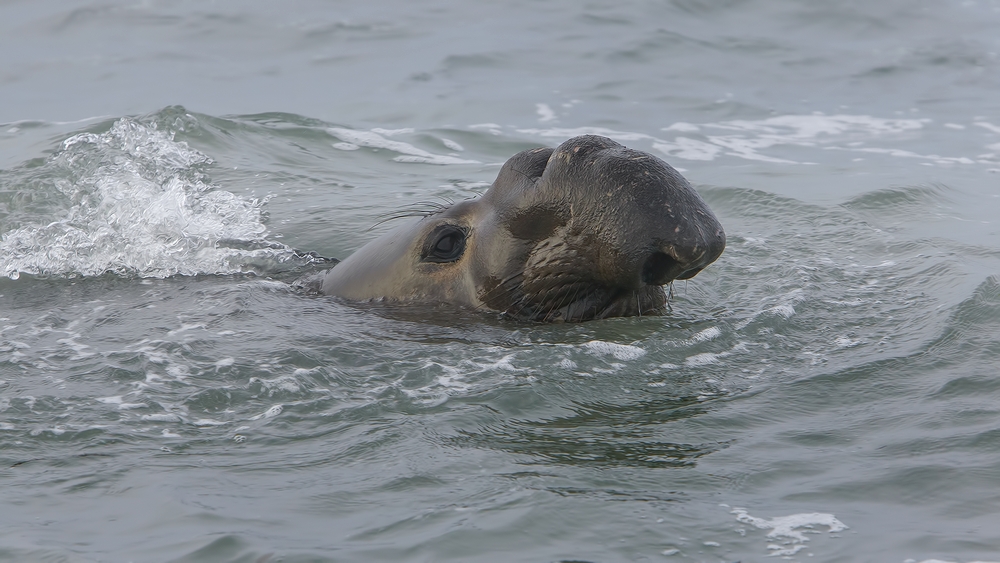 Northern Elephant Seal, Point Piedras Blancas, California