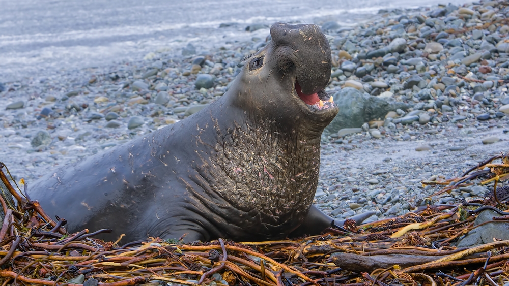 Northern Elephant Seal (Male), Point Piedras Blancas, California