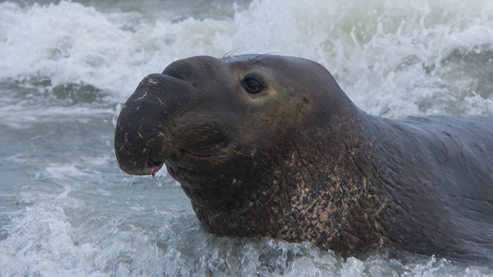 Northern Elephant Seal, Point Piedras Blancas, California