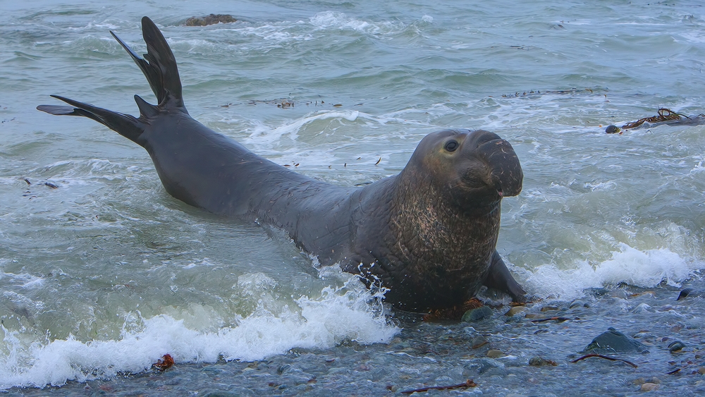 Northern Elephant Seal, Point Piedras Blancas, California