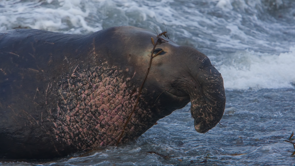 Northern Elephant Seal (Male), Point Piedras Blancas, California