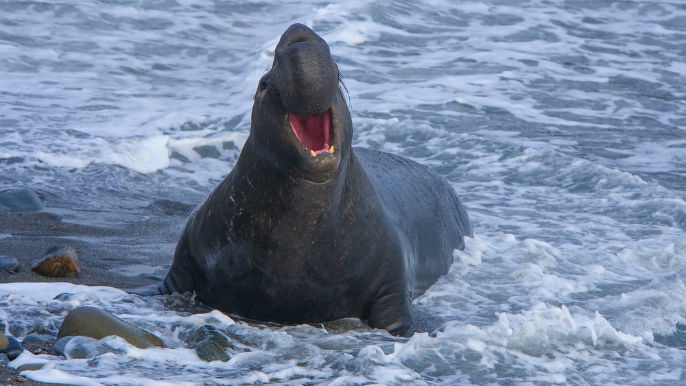 Northern Elephant Seal, Point Piedras Blancas, California