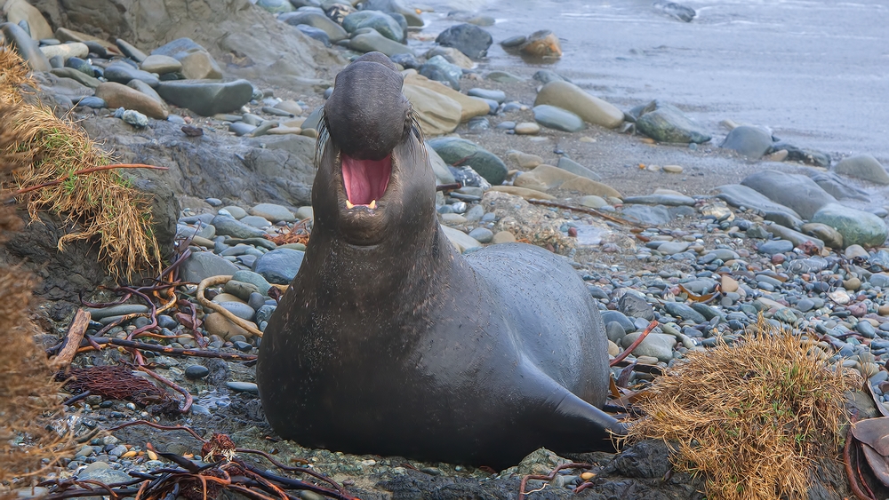 Northern Elephant Seal, Point Piedras Blancas, California