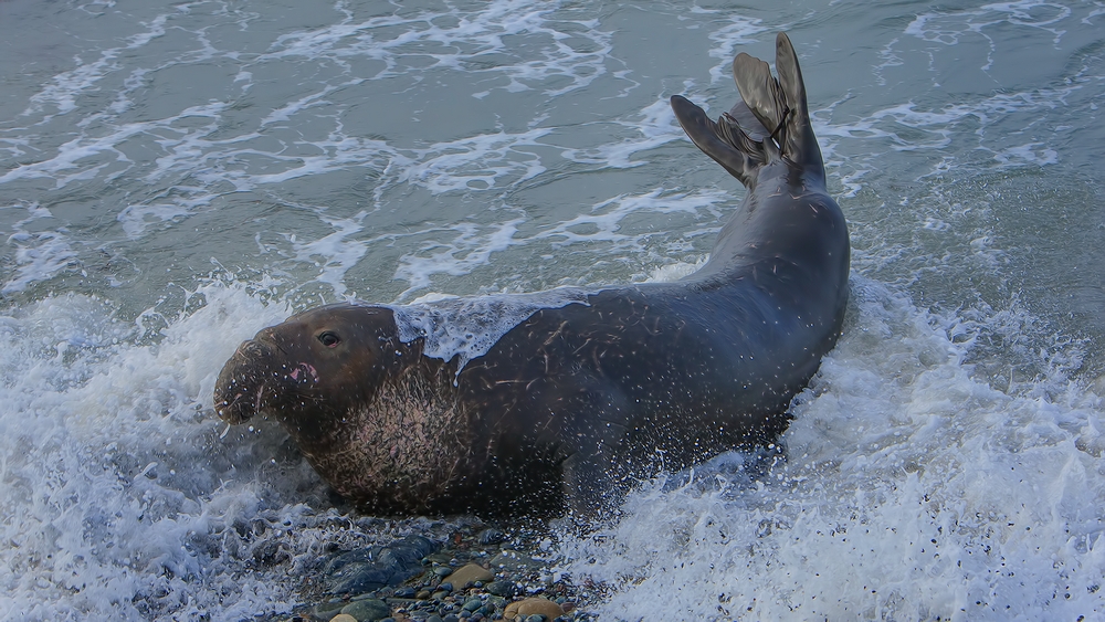 Northern Elephant Seal, Point Piedras Blancas, California