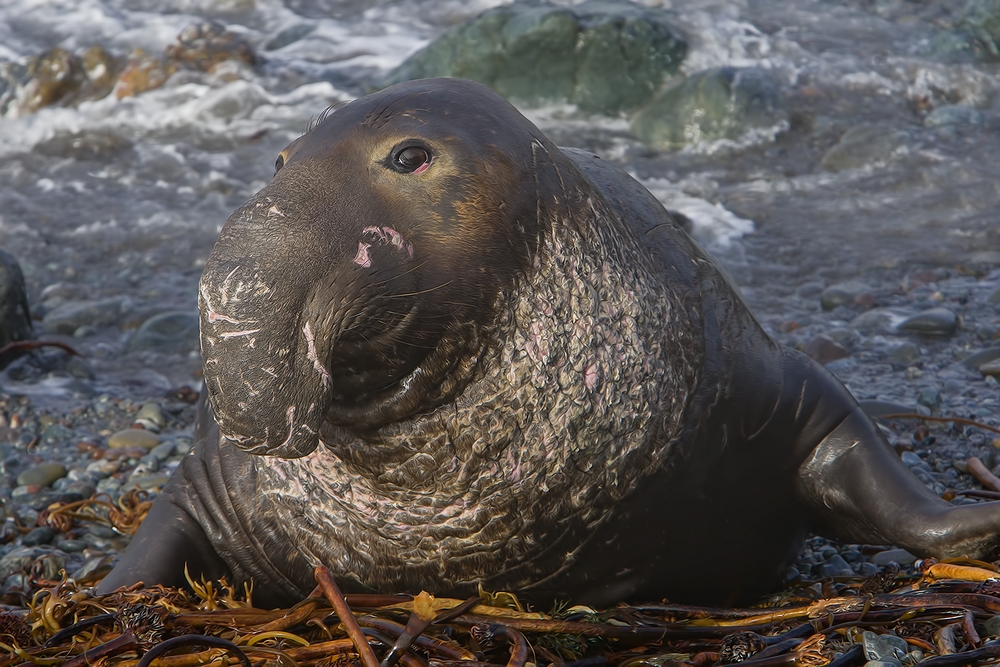 Northern Elephant Seal (Male), Point Piedras Blancas, California