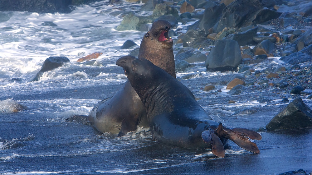 Northern Elephant Seals, Point Piedras Blancas, California