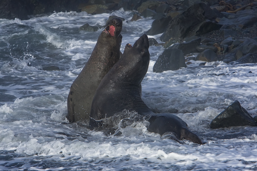 Northern Elephant Seals, Point Piedras Blancas, California