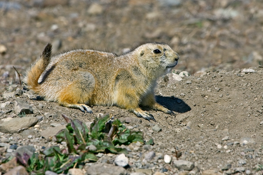 Black-Tailed Prairie Dog, Greycliff Prairie Dog Town State Park, Near Big Timber, Montana