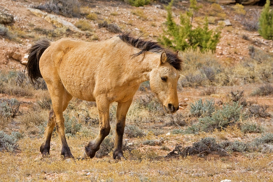 Feral Horse (Female Wild Mustang), Pryor Mountain Wild Horse Range, Near Lovell, Wyoming