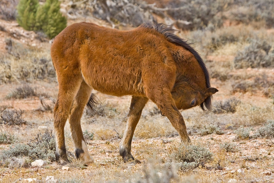 Feral Horse (Juvenile Wild Mustang), Pryor Mountain Wild Horse Range, Near Lovell, Wyoming