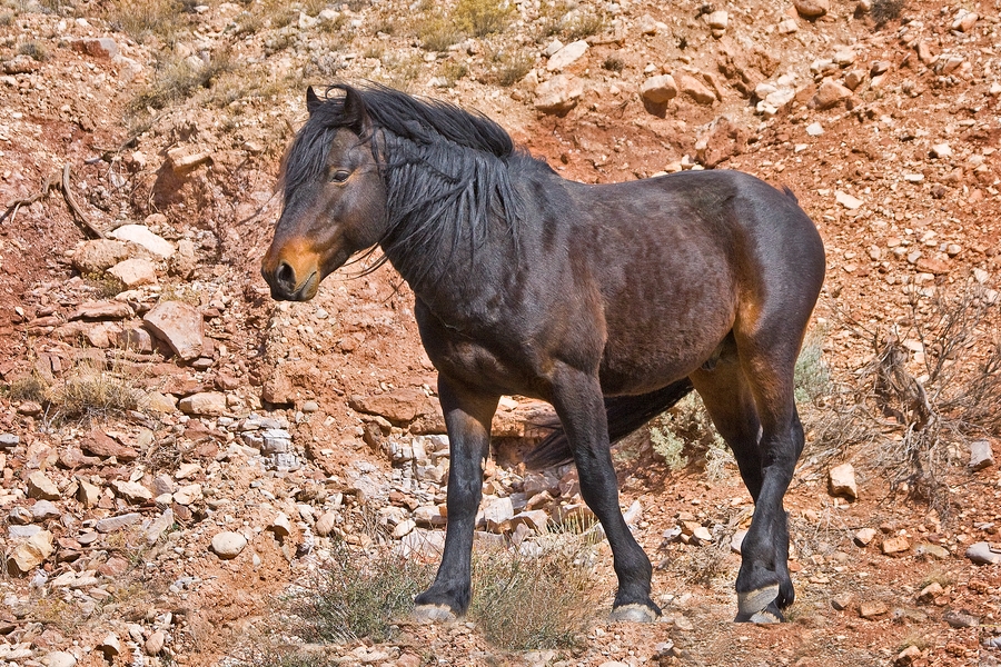 Feral Horse (Male Wild Mustang), Pryor Mountain Wild Horse Range, Near Lovell, Wyoming