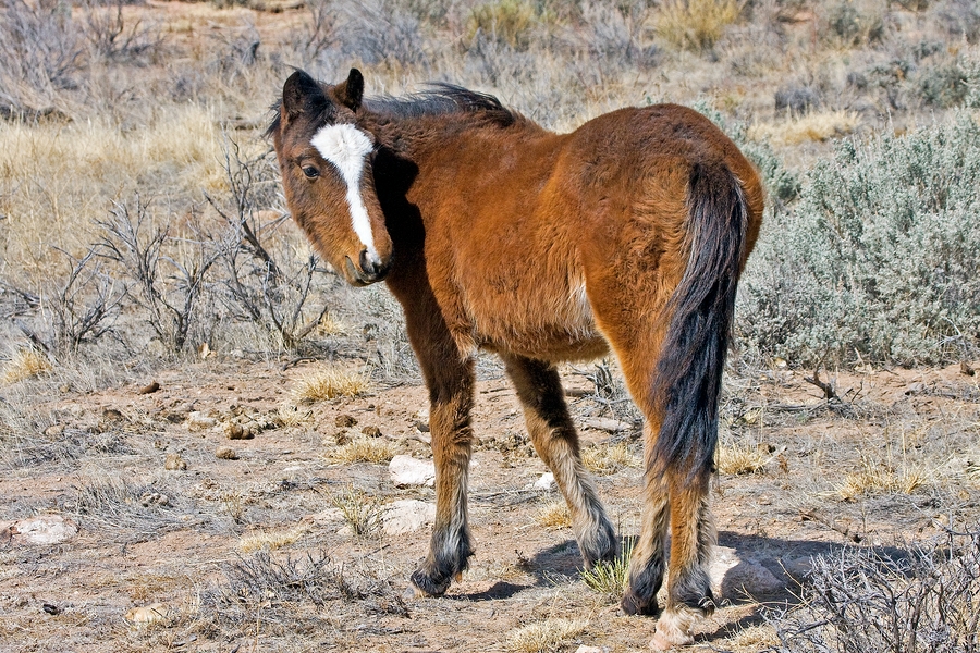 Feral Horse (Juvenile Wild Mustang), Pryor Mountain Wild Horse Range, Near Lovell, Wyoming