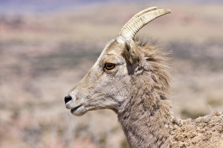 Bighorn Sheep (Female), Devil Canyon Outlook, Bighorn Canyon National Recreation Area, Near Lovell, Wyoming