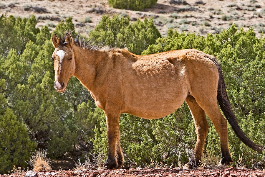 Feral Horse (Female Wild Mustang), Pryor Mountain Wild Horse Range, Near Lovell, Wyoming