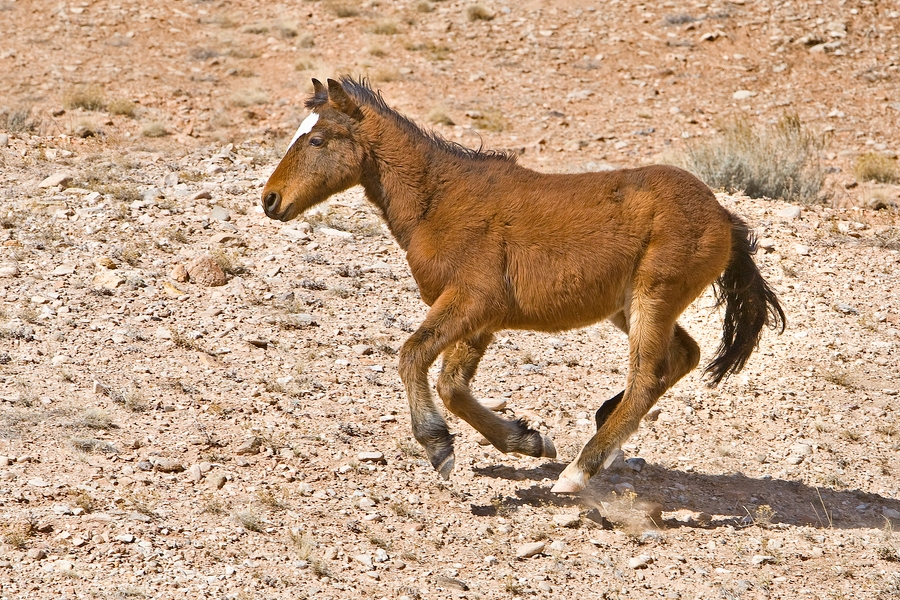 Feral Horse (Juvenile Mustang), Pryor Mountain Wild Horse Range, Near Lovell, Wyoming