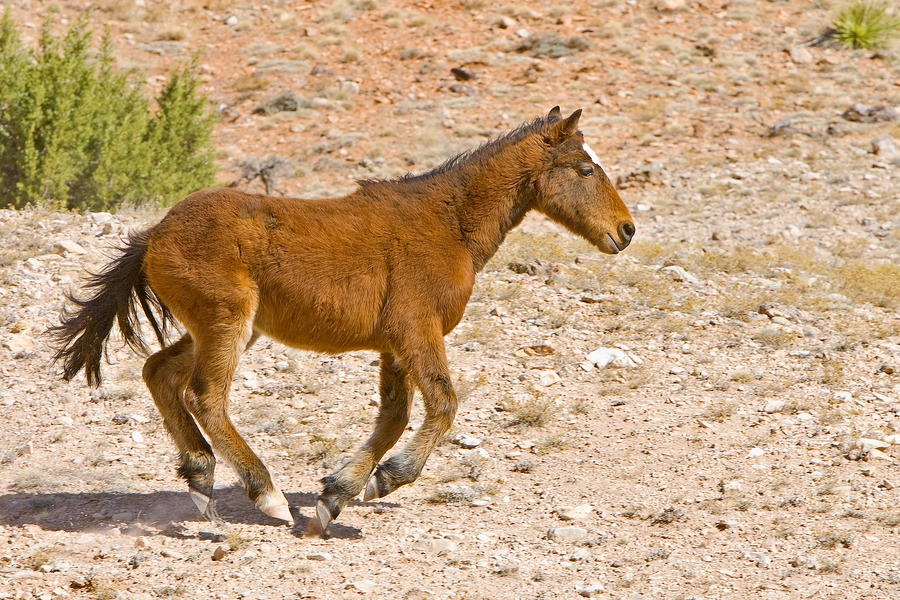 Feral Horse (Juvenile Mustang), Pryor Mountain Wild Horse Range, Near Lovell, Wyoming