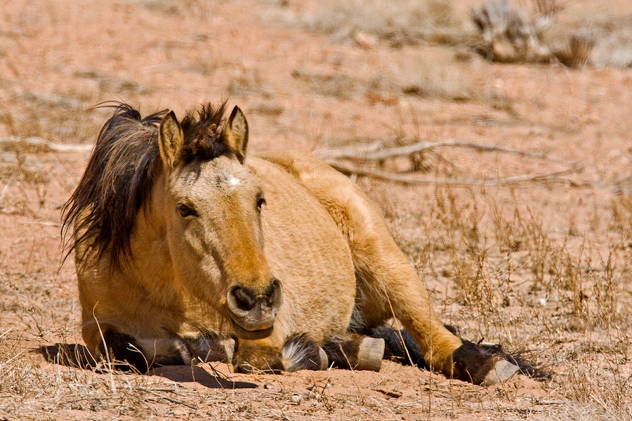 Feral Horse (Female Wild Mustang), Pryor Mountain Wild Horse Range, Near Lovell, Wyoming