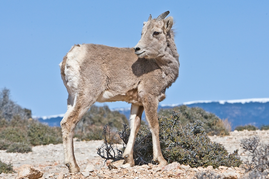 Bighorn Sheep (Female), Devil Canyon Outlook, Bighorn Canyon National Recreation Area, Near Lovell, Wyoming