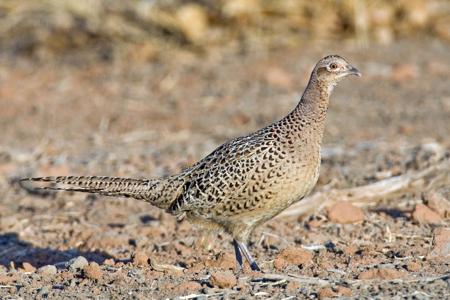 Ring-Necked Pheasant (Female), Horseshoe Bend, Bighorn Canyon National Recreation Area, Near Lovell, Wyoming