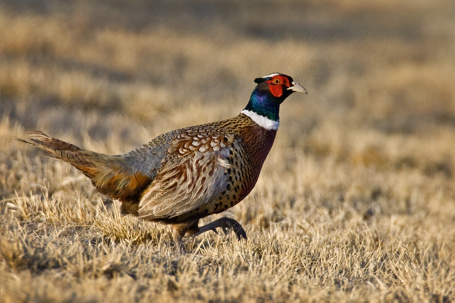 Ring-Necked Pheasant (Male), Horseshoe Bend, Bighorn Canyon National Recreation Area, Near Lovell, Wyoming