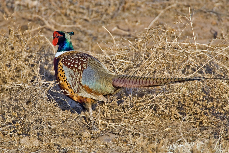 Ring-Necked Pheasant (Male), Horseshoe Bend, Bighorn Canyon National Recreation Area, Near Lovell, Wyoming