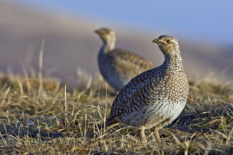 Sharp-Tailed Grouse (Female), Custer State Park, South Dakota