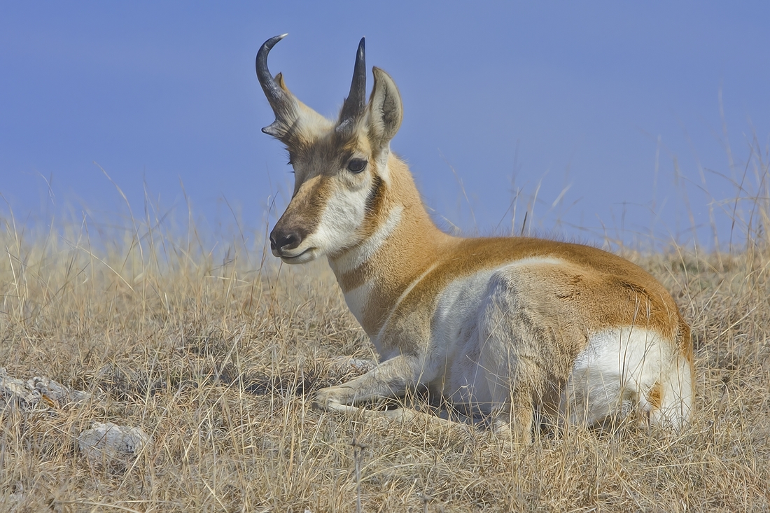 Pronghorn, Custer State Park, Near Custer, South Dakota