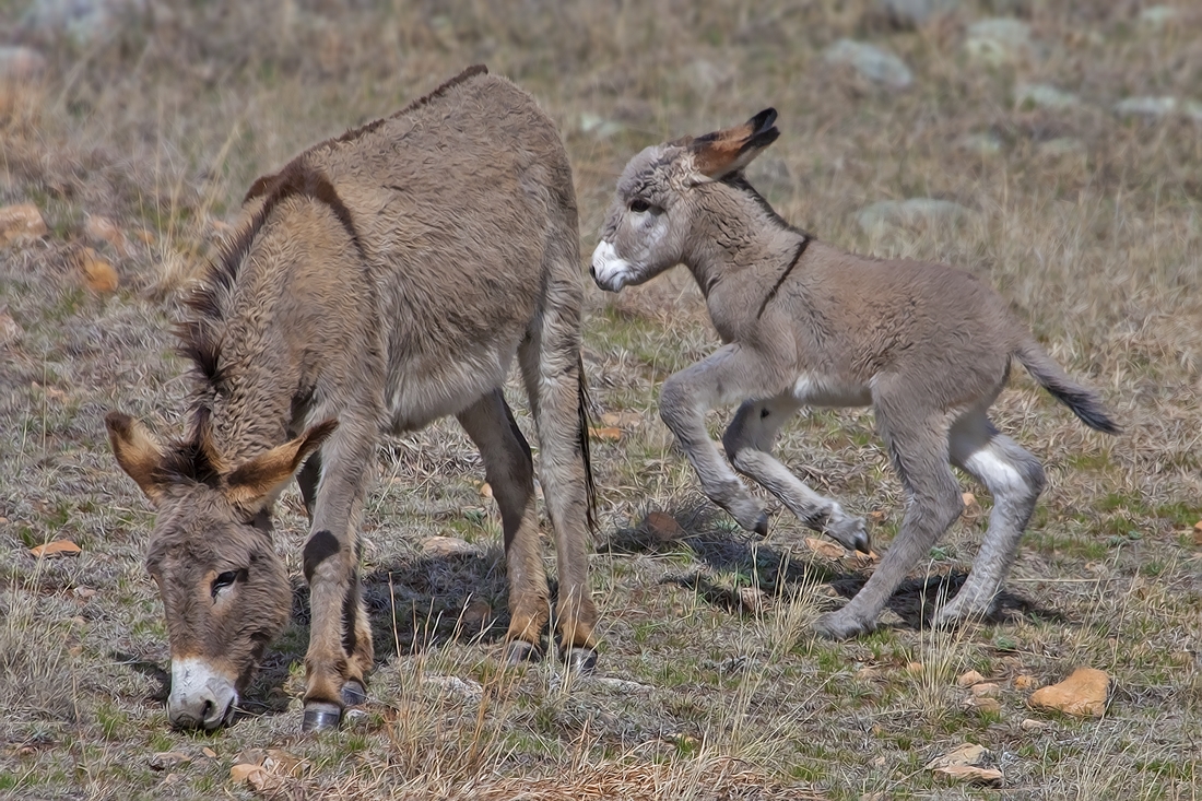 Feral Burro, Custer State Park, Near Custer, South Dakota