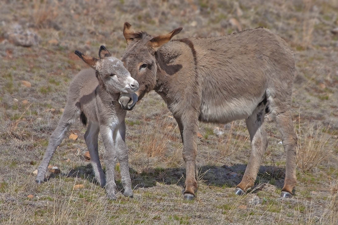 Feral Burro, Custer State Park, Near Custer, South Dakota