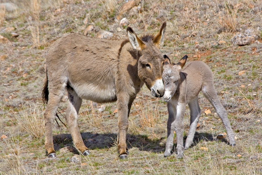 Feral Burro (Female And Juvenile), Custer State Park, South Dakota