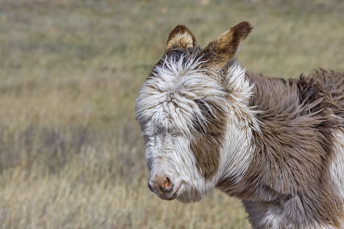 Feral Burro, Custer State Park, Near Custer, South Dakota