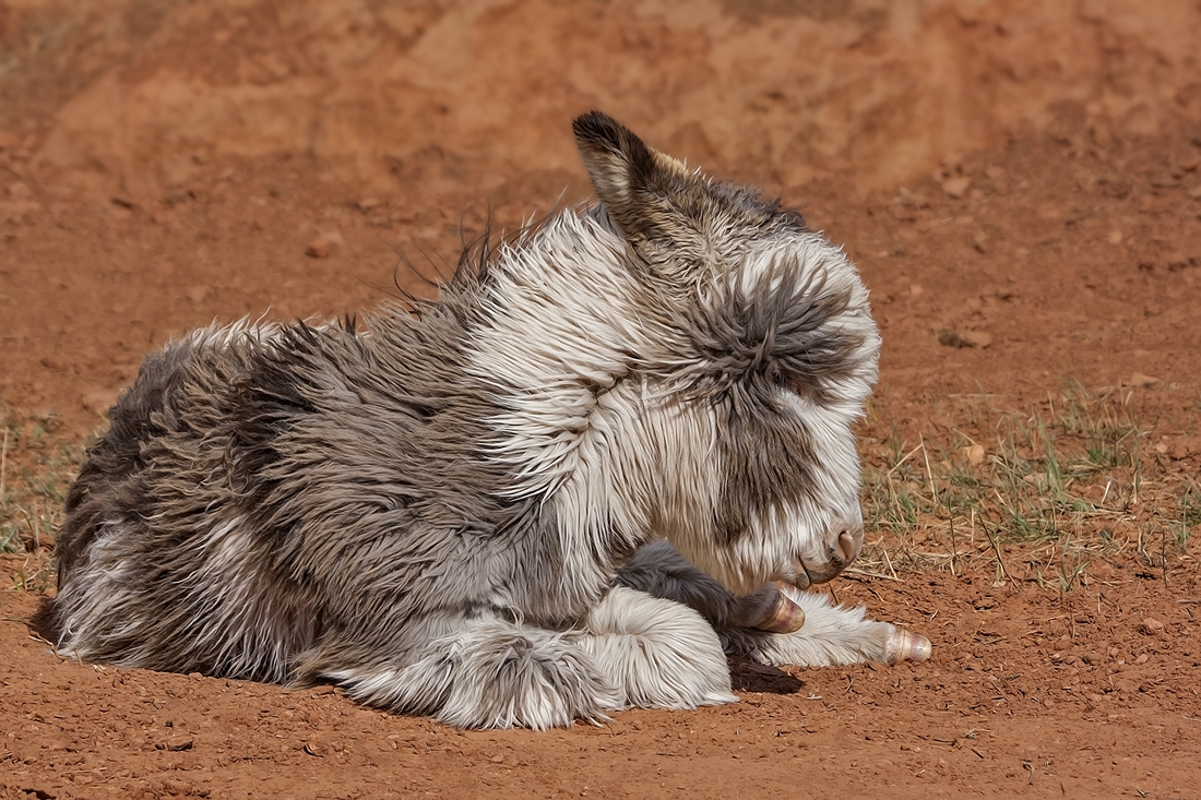 Feral Burro, Custer State Park, Near Custer, South Dakota