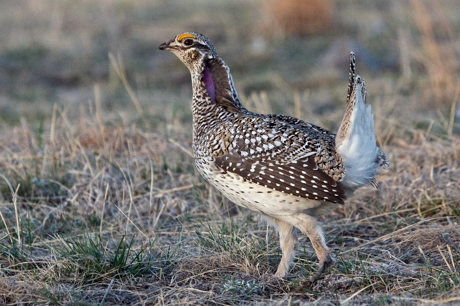 Sharp-Tailed Grouse (Male), Custer State Park, South Dakota