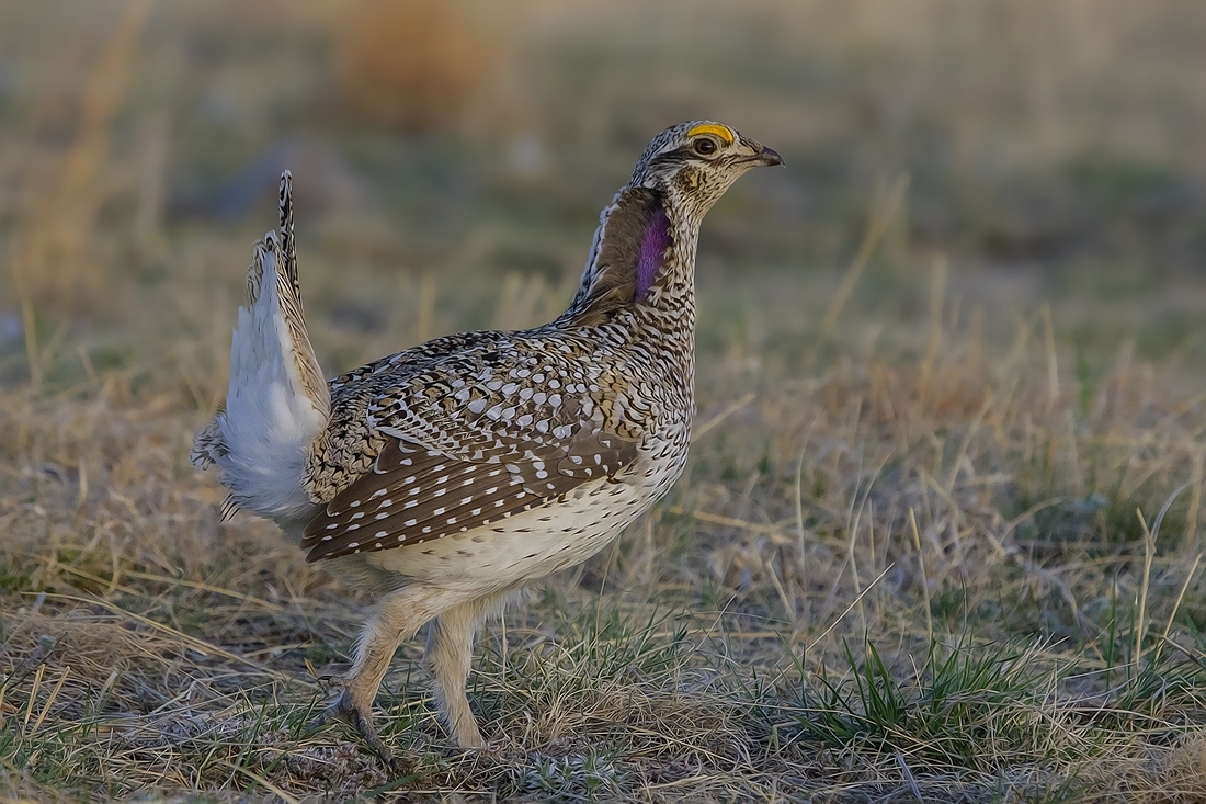 Sharp-Tailed Grouse (Male), Custer State Park, Near Custer, South Dakota