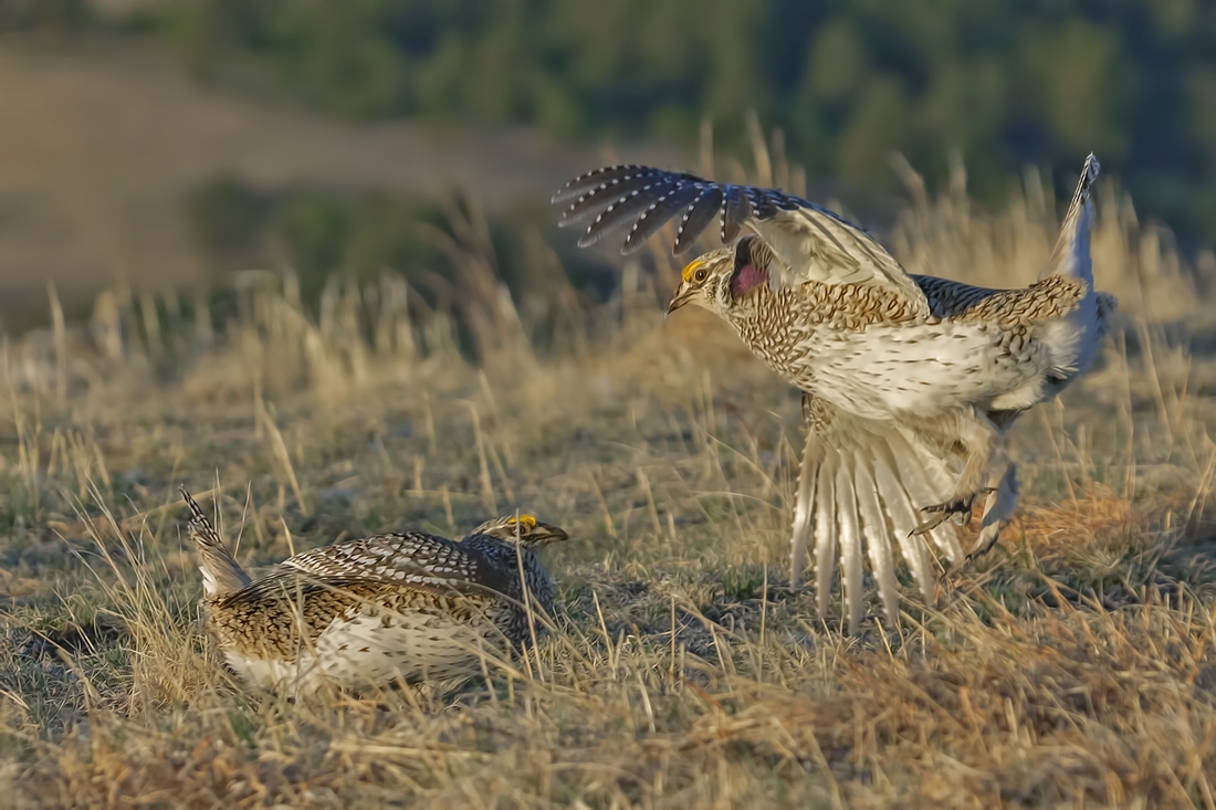 Sharp-Tailed Grouse (Male), Custer State Park, Near Custer, South Dakota