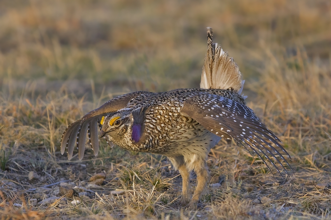 Sharp-Tailed Grouse (Male), Custer State Park, Near Custer, South Dakota